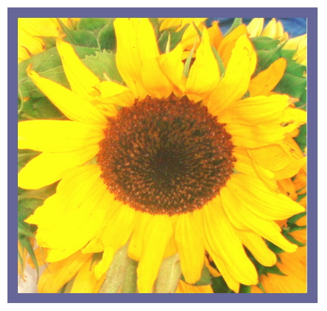 sunflowerblueborder.jpg